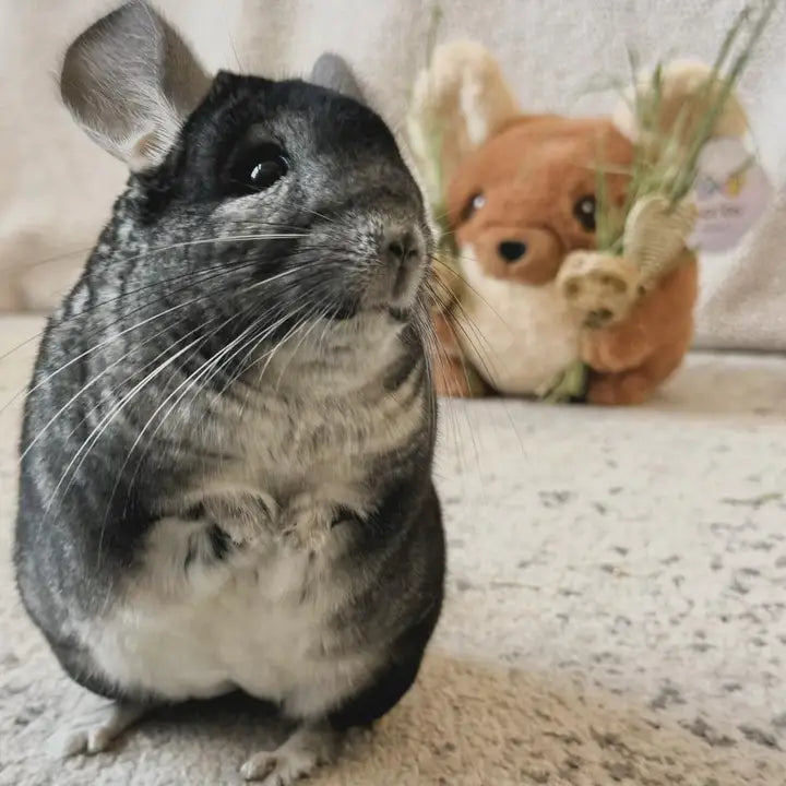 Borbs Breb Chinchilla 10" (25cm) Stuffed Animal